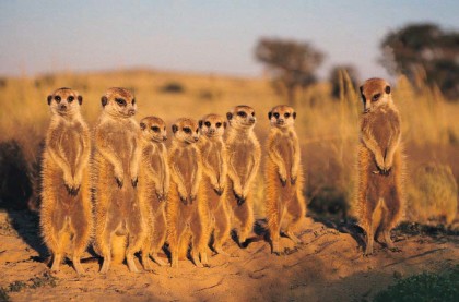 Botswana-A25NW-DX-News-CQ-WW-DX-CW-2009-Contest