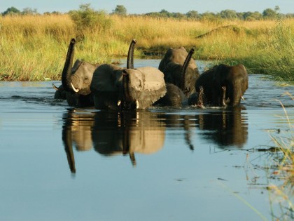 Elephant Herd