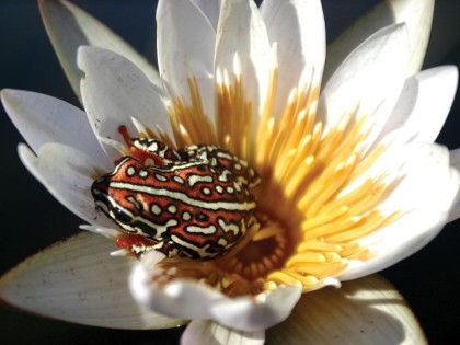 Painted Reed Frog on a Day Water Lily Flower