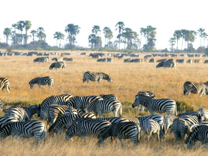 Zebra Herd