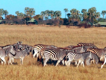 central-kalahari-zebras