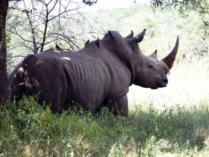 rhino-6828
