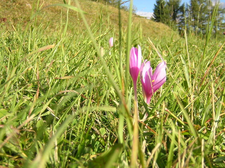 2003-707