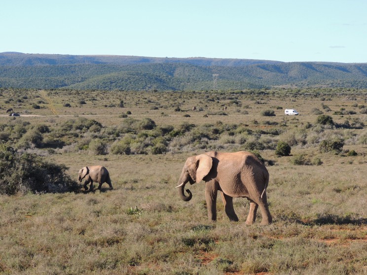 addo-3