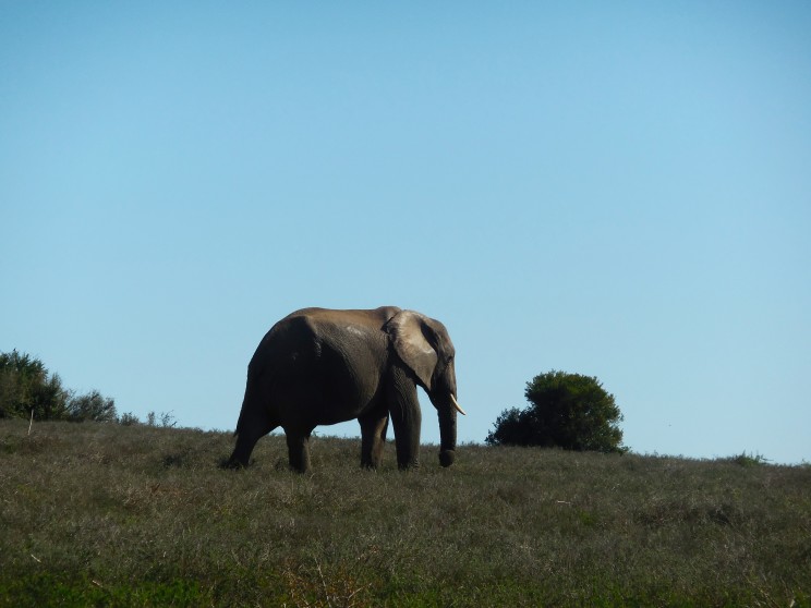 addo