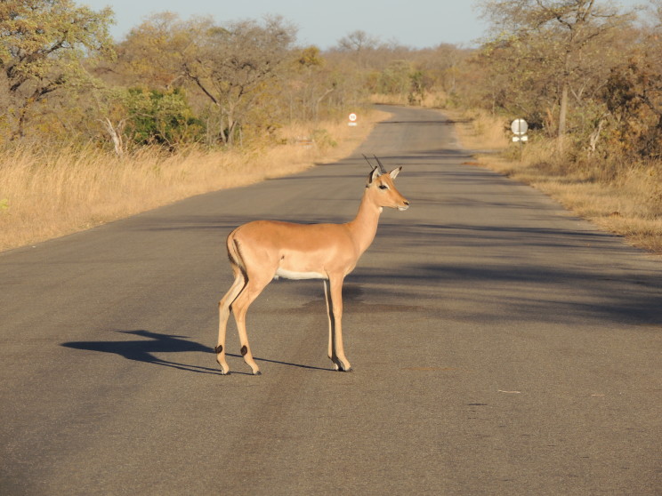 kruger-4