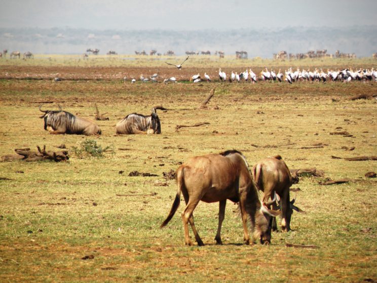 gli-gnu