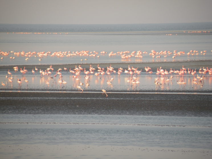 i-feniccoteri-del-lake-natron