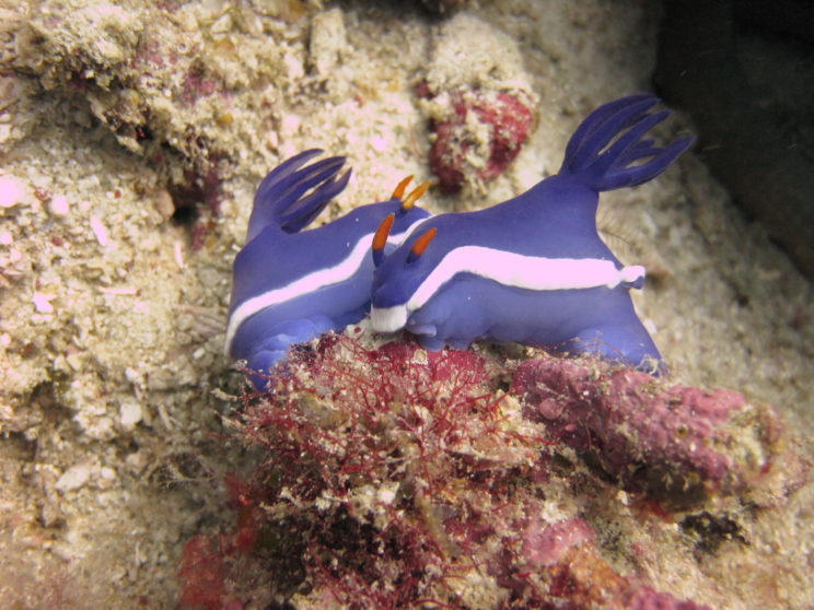 i-nudibranchi-10