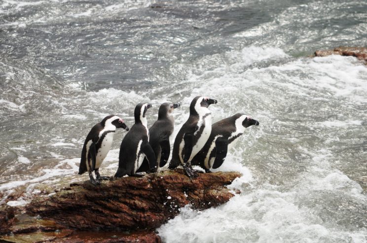 i-pinguins