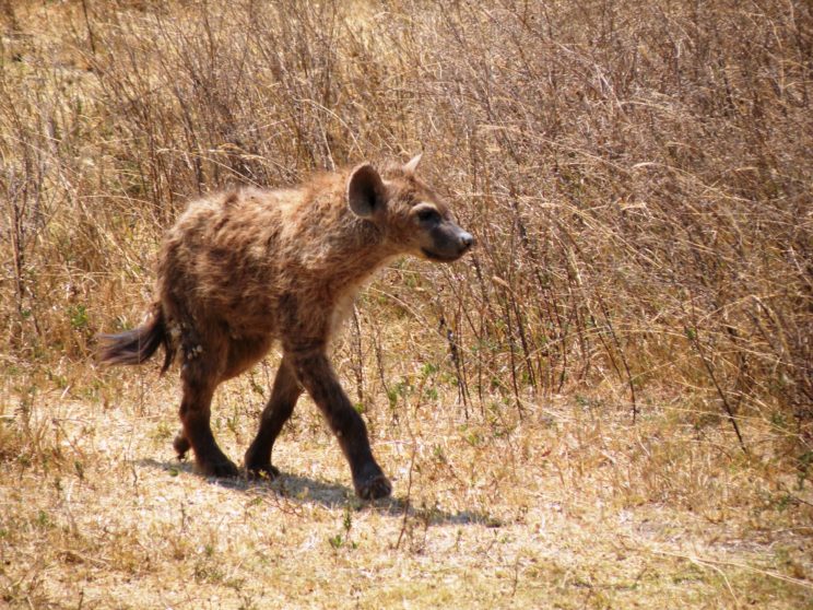 il-cucciolo