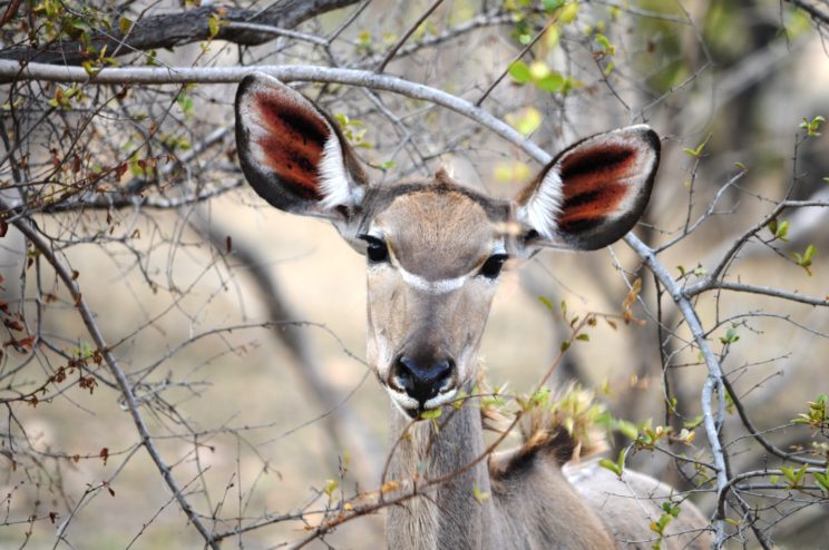 il-kudu
