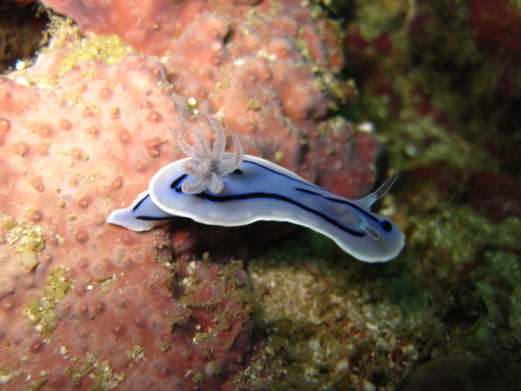 il-nudibranco-1