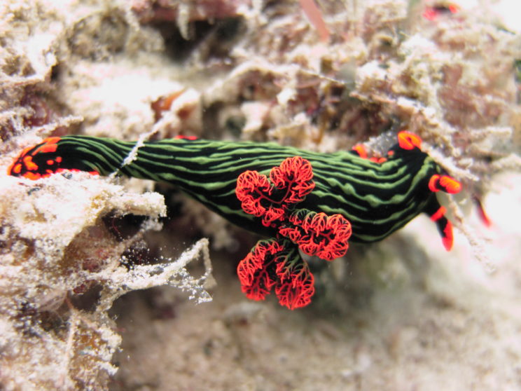 il-nudibranco-15