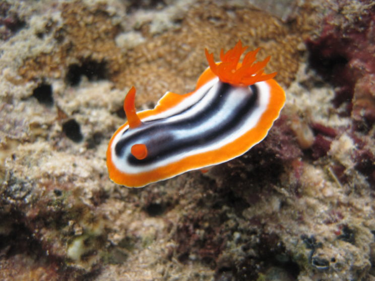 il-nudibranco-8