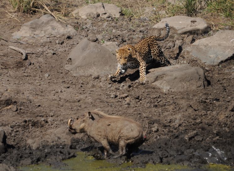 leopardo