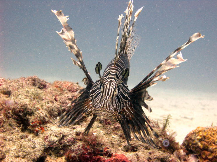 lion-fish