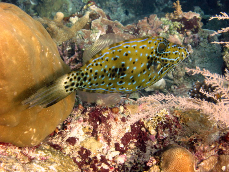 pesce-lima-orlato