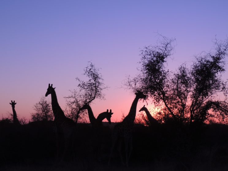 giraffe Madikwe